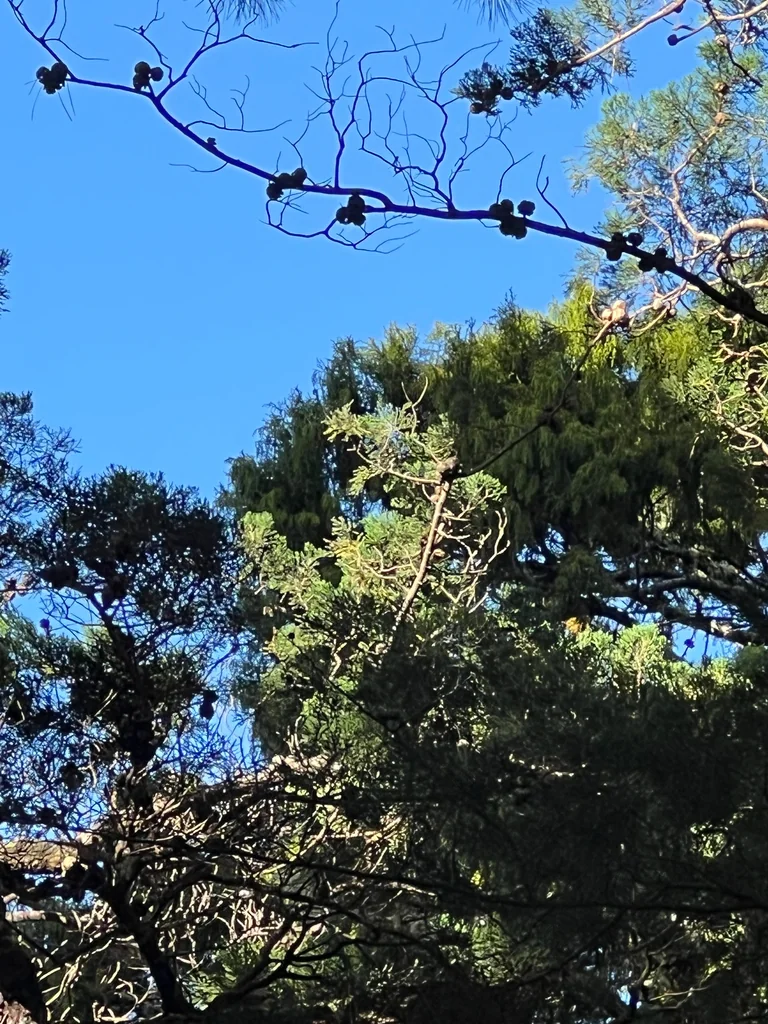 Cupressus Macrocarpa