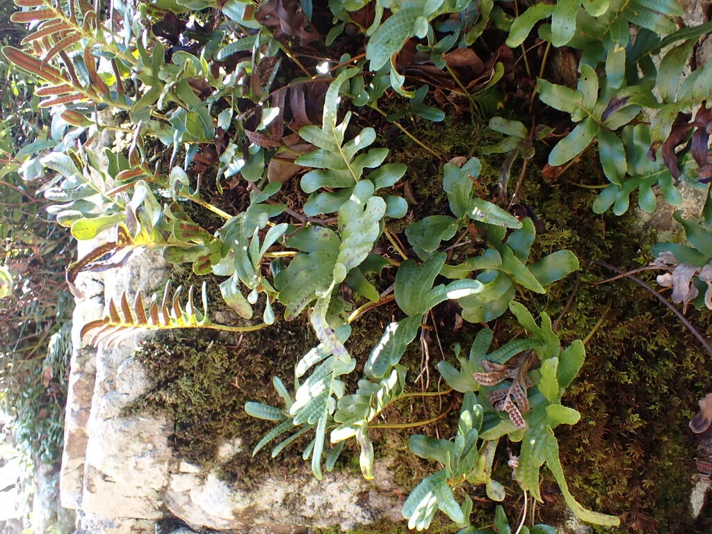 Polypodium Scouleri