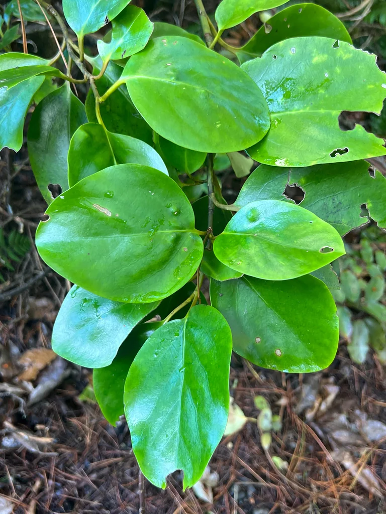 Griselinia Littoralis