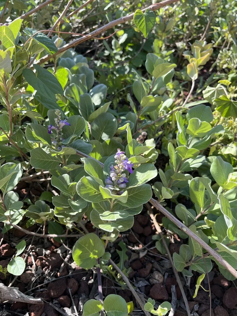 Vitex Rotundifolia