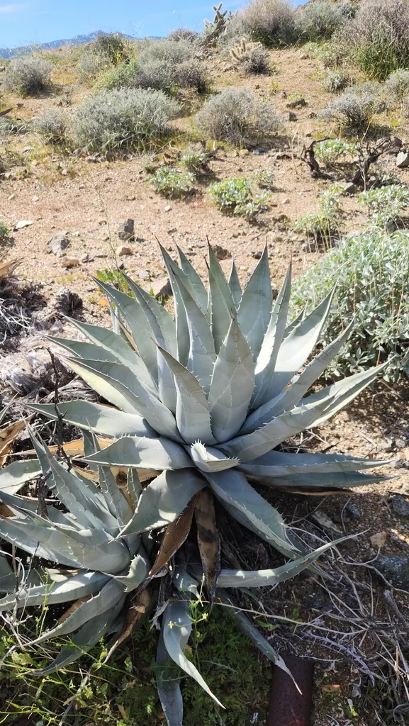 Agave Deserti