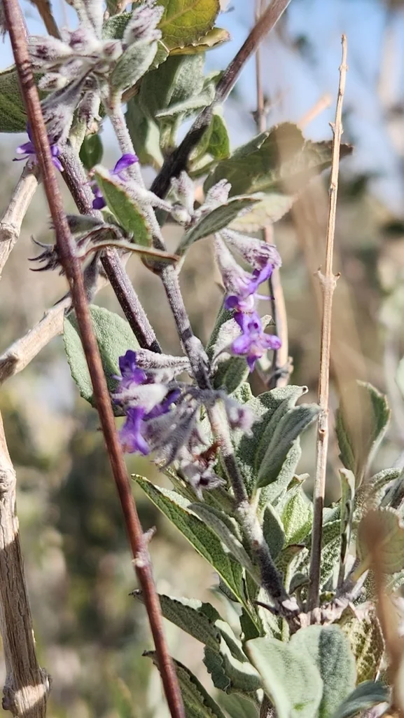 Hyptis Emoryi