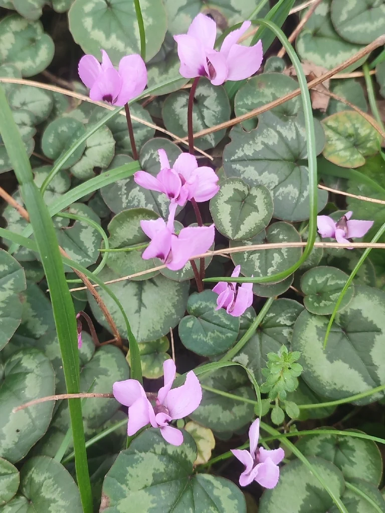Cyclamen Coum