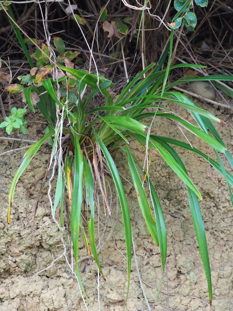 Dianella Ensifolia