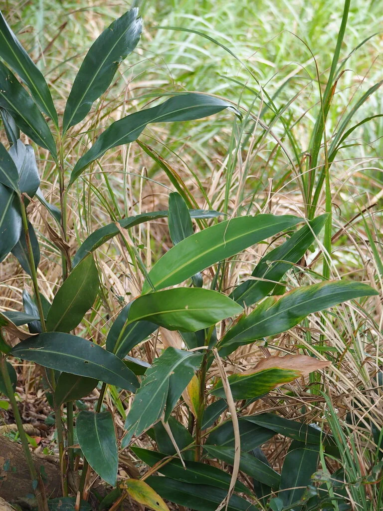 Alpinia Zerumbet