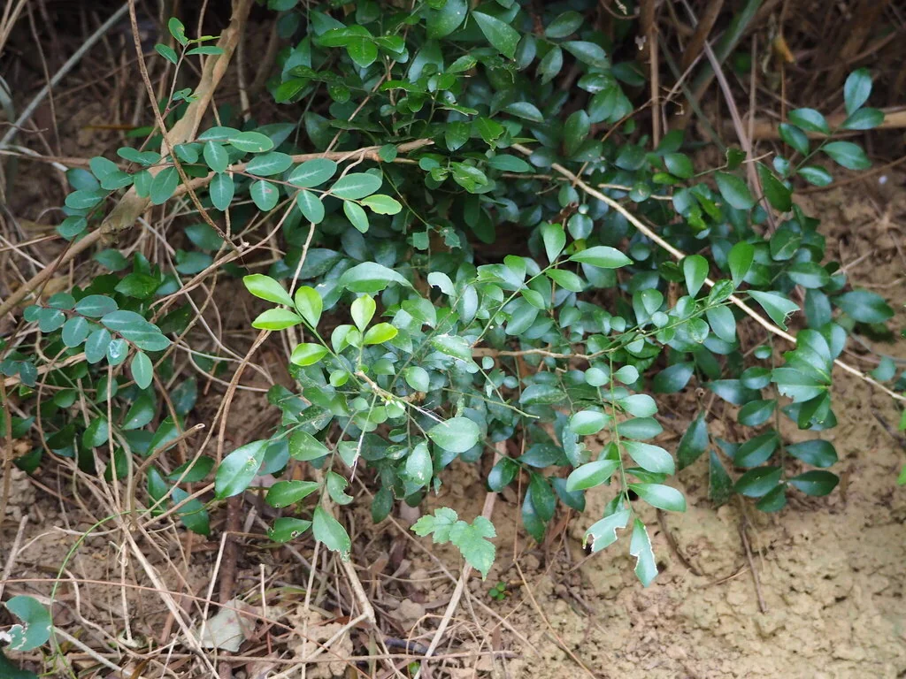 Murraya Paniculata