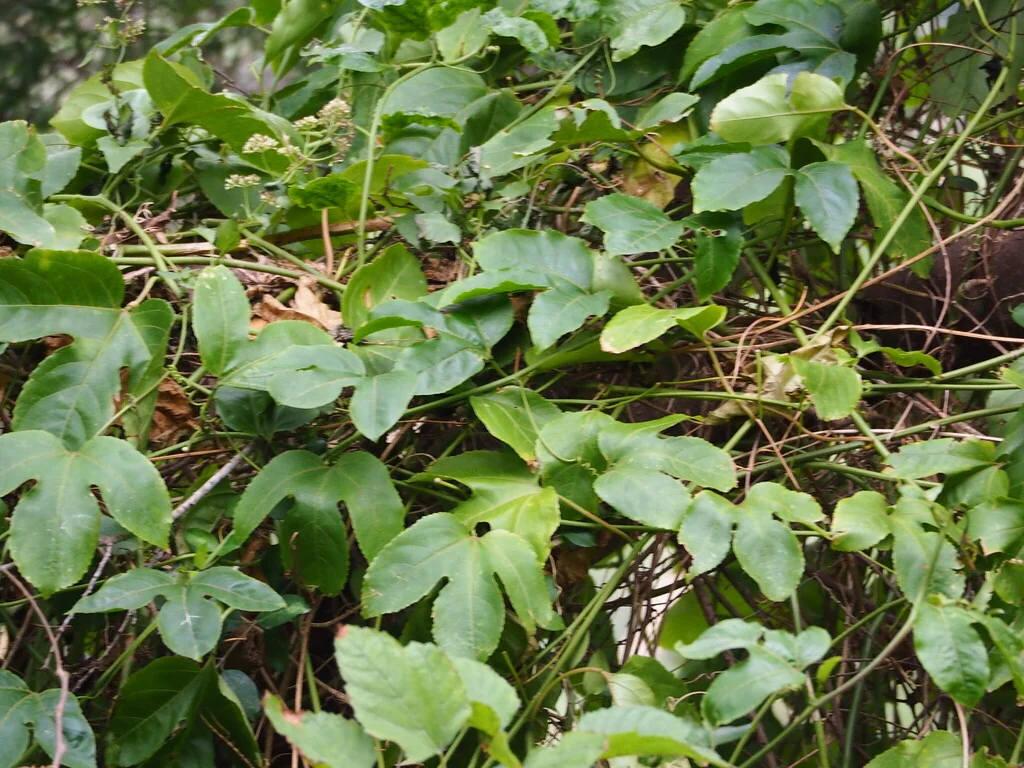Passiflora Edulis