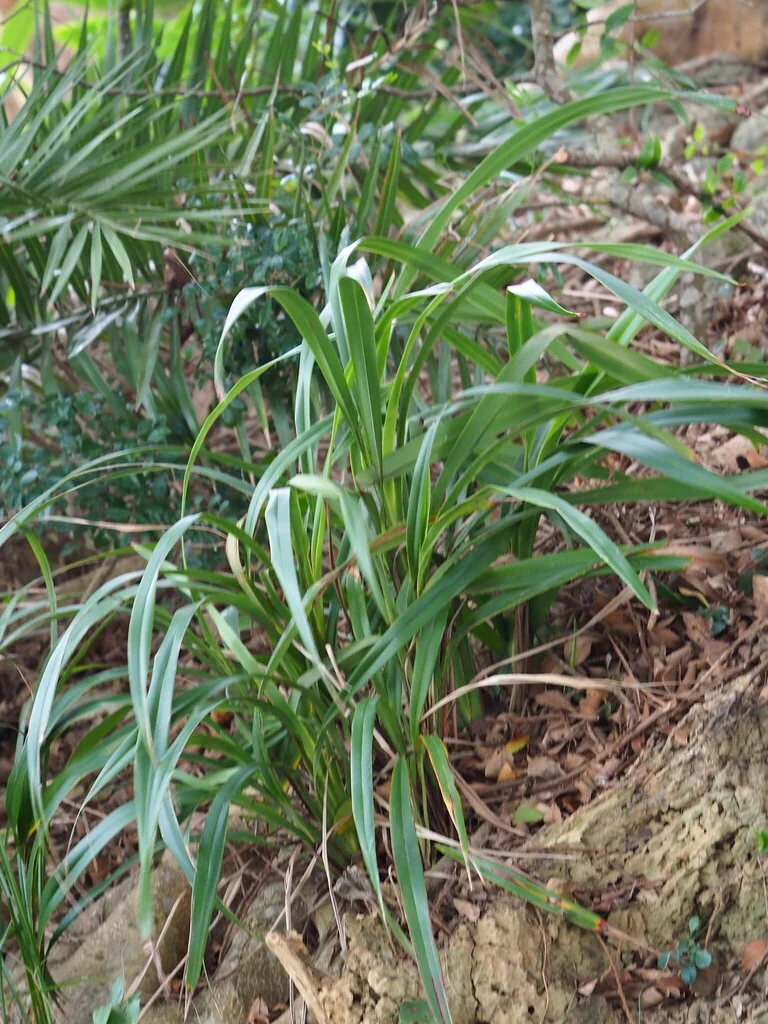Dianella Ensifolia