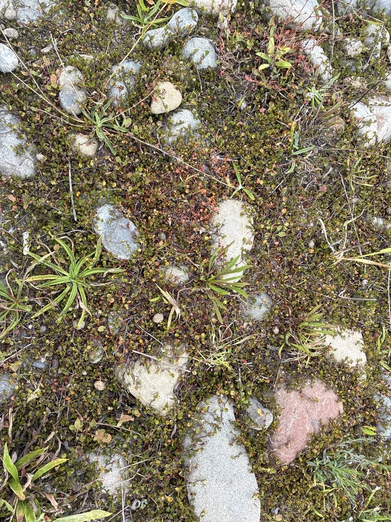 Muehlenbeckia axillaris