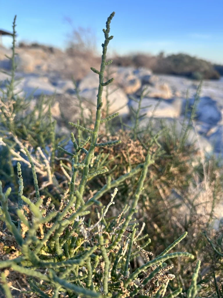Allenrolfea Occidentalis