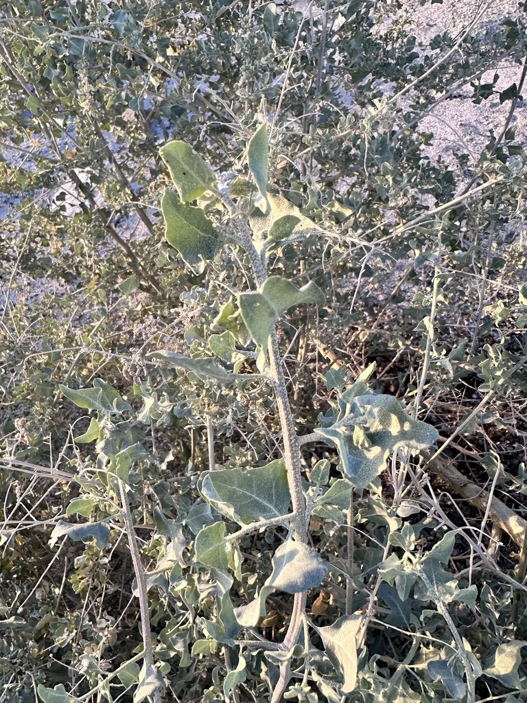 Atriplex Lentiformis