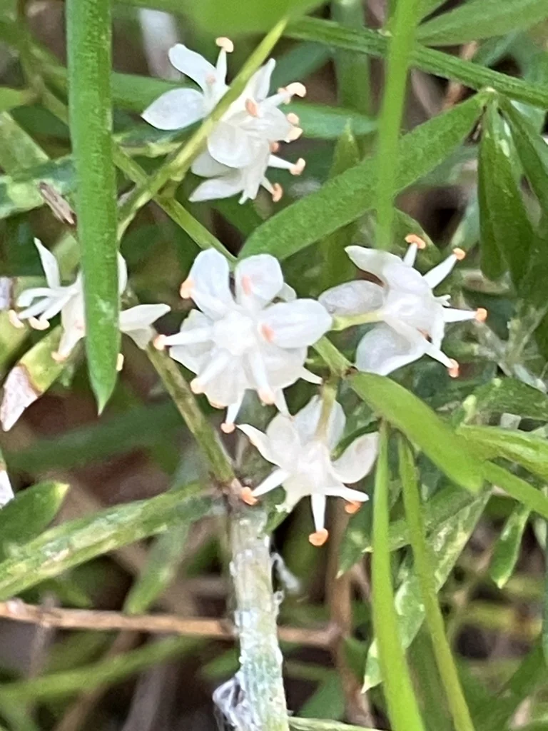 Asparagus densiflorus