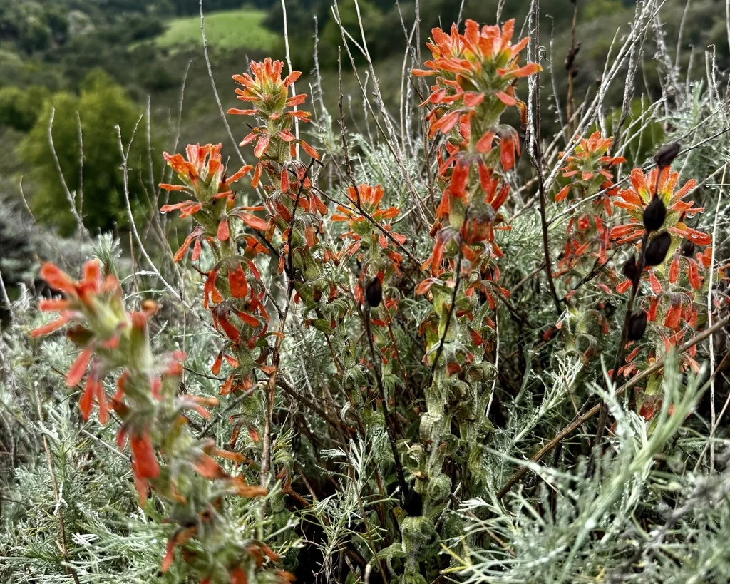 Castilleja Affinis