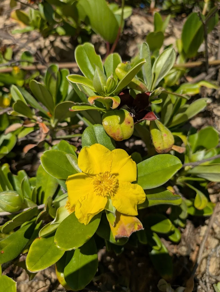 Hibbertia Scandens