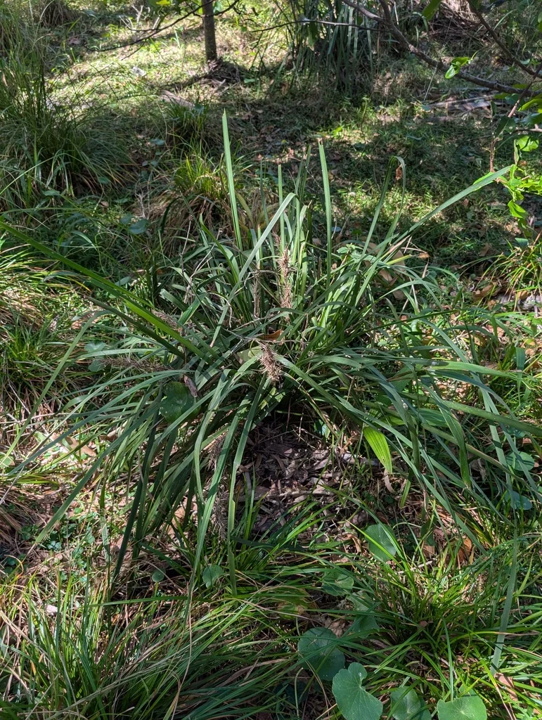 Lomandra Longifolia
