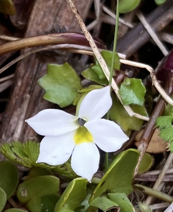 Pratia Angulata