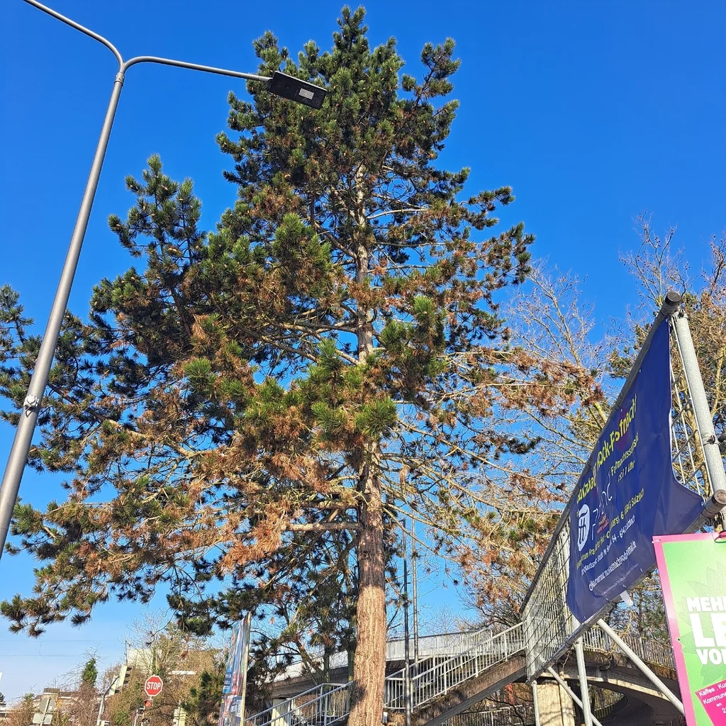 Pinus nigra