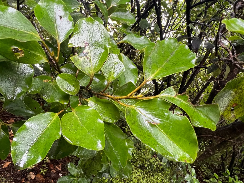 Griselinia Littoralis