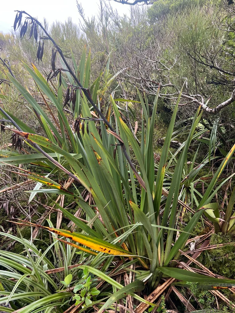 Phormium Cookianum