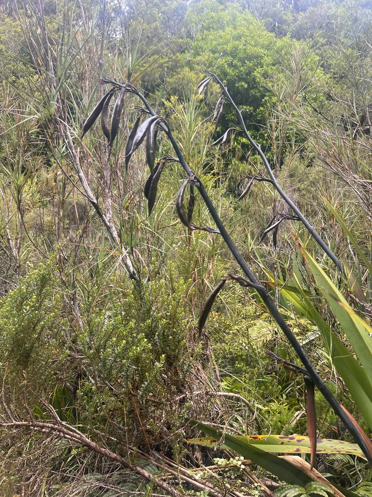 Phormium Cookianum