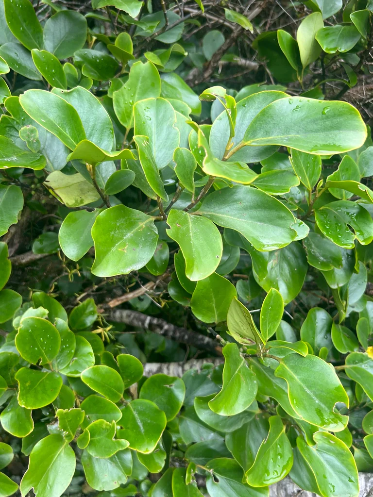Griselinia Littoralis