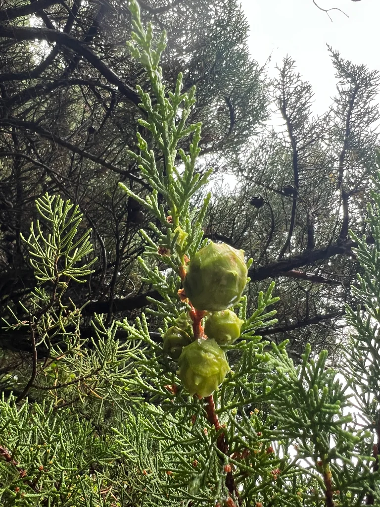 Cupressus Macrocarpa
