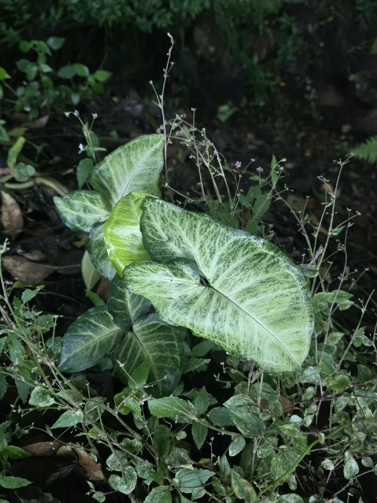 Syngonium podophyllum
