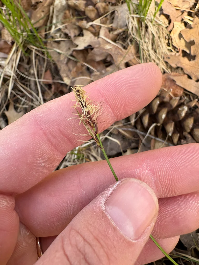 Carex Pensylvanica