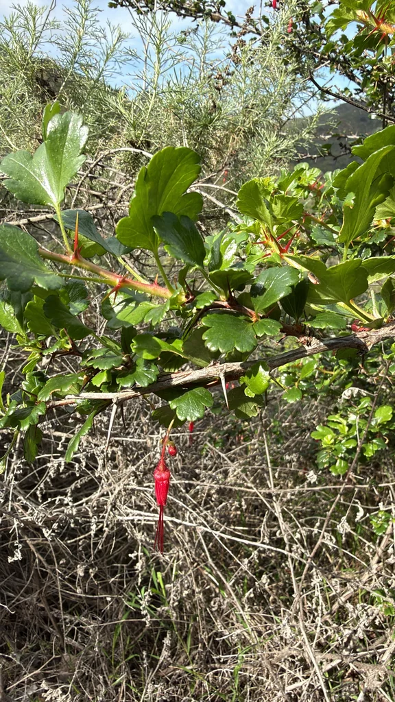 Ribes Speciosum