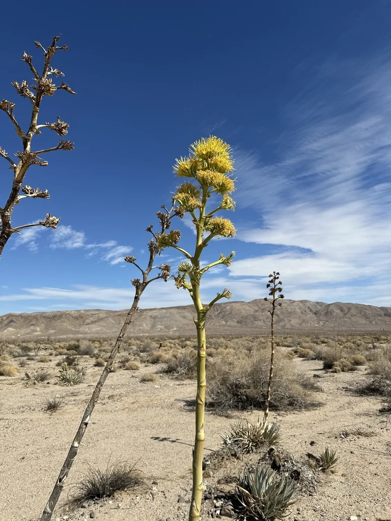Agave Deserti