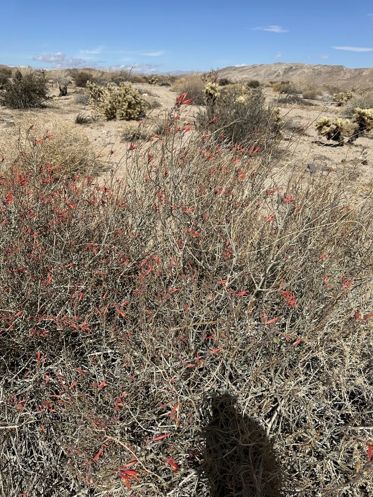Justicia Californica