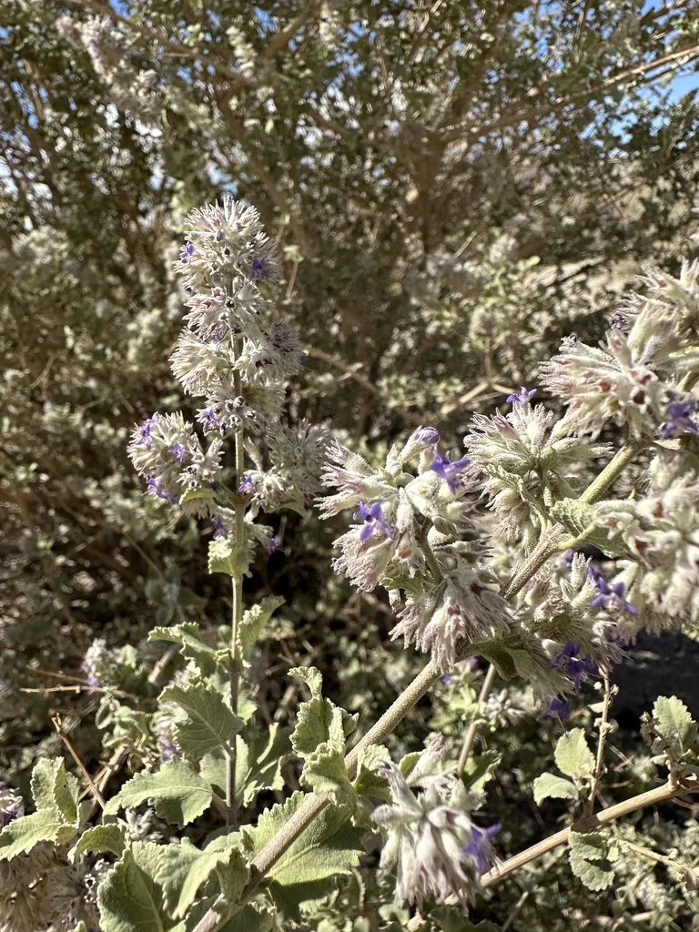 Hyptis Emoryi