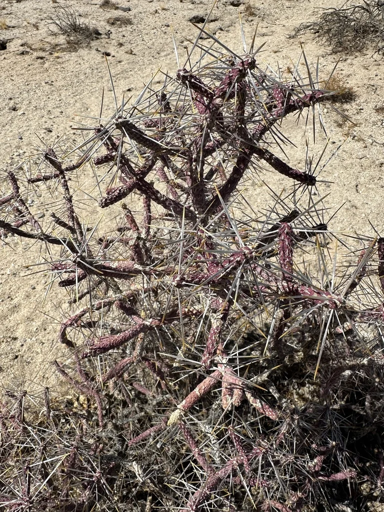 Cylindropuntia Ramosissima