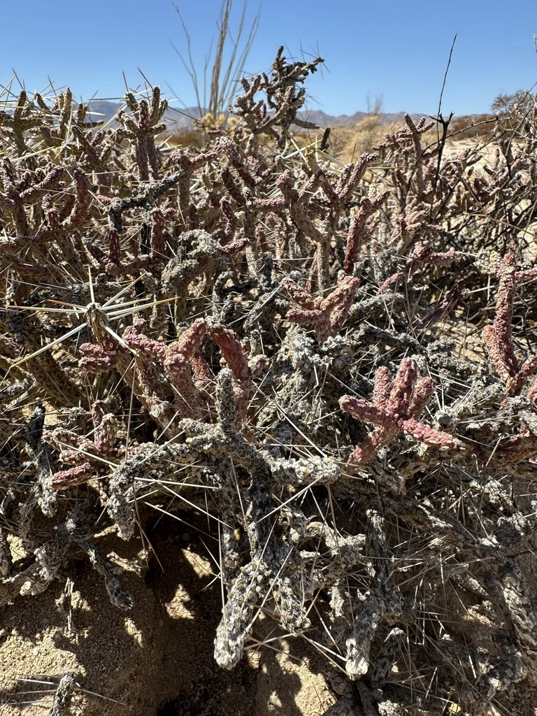 Cylindropuntia Ramosissima