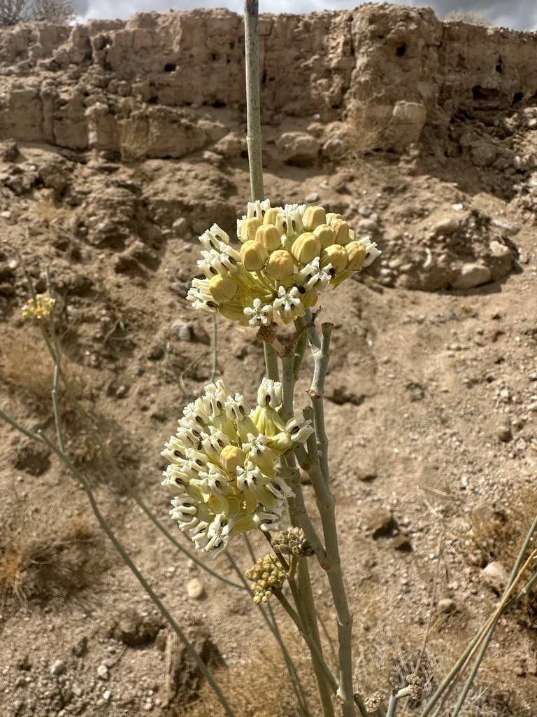 Asclepias Subulata