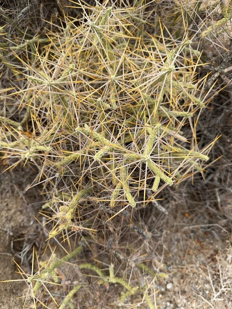 Cylindropuntia Ramosissima