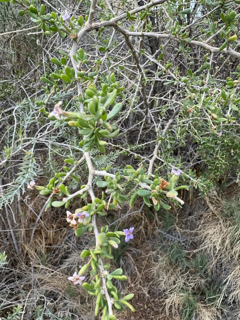 Lycium Fremontii