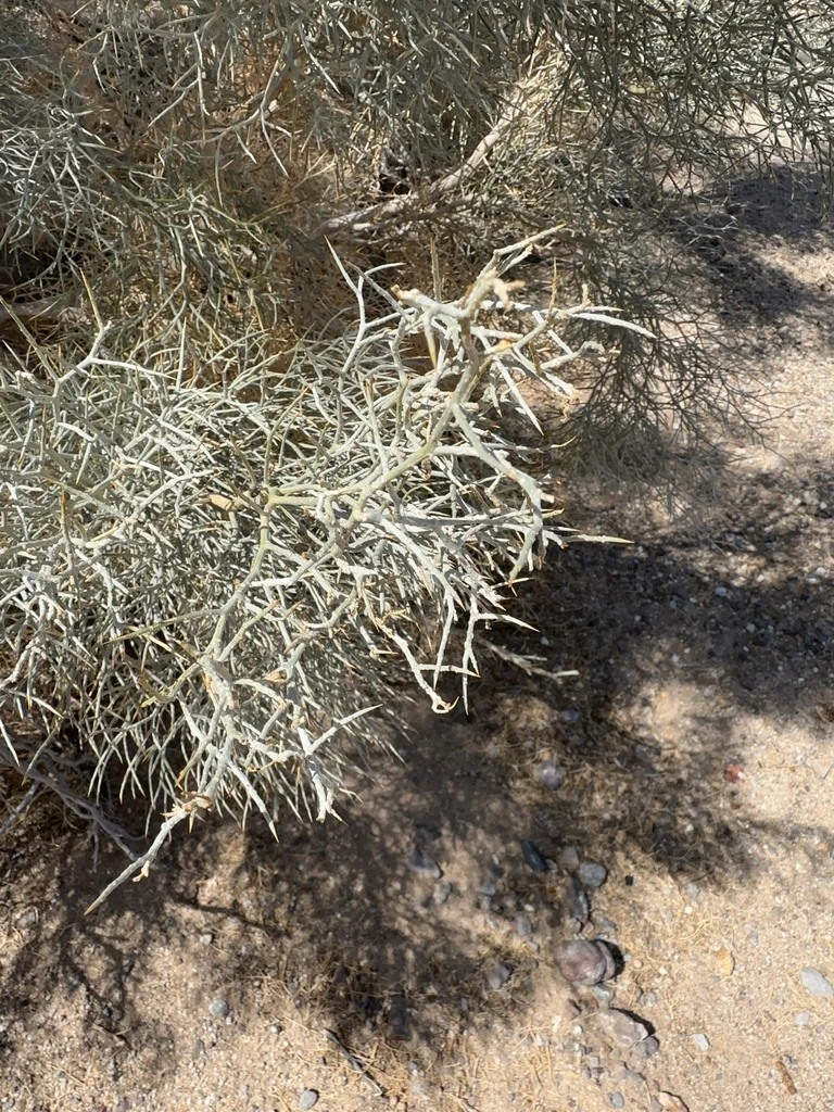 Psorothamnus Spinosus