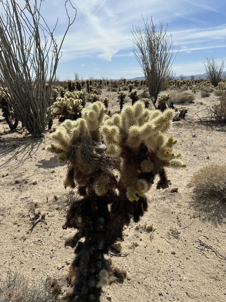 Cylindropuntia Bigelovii
