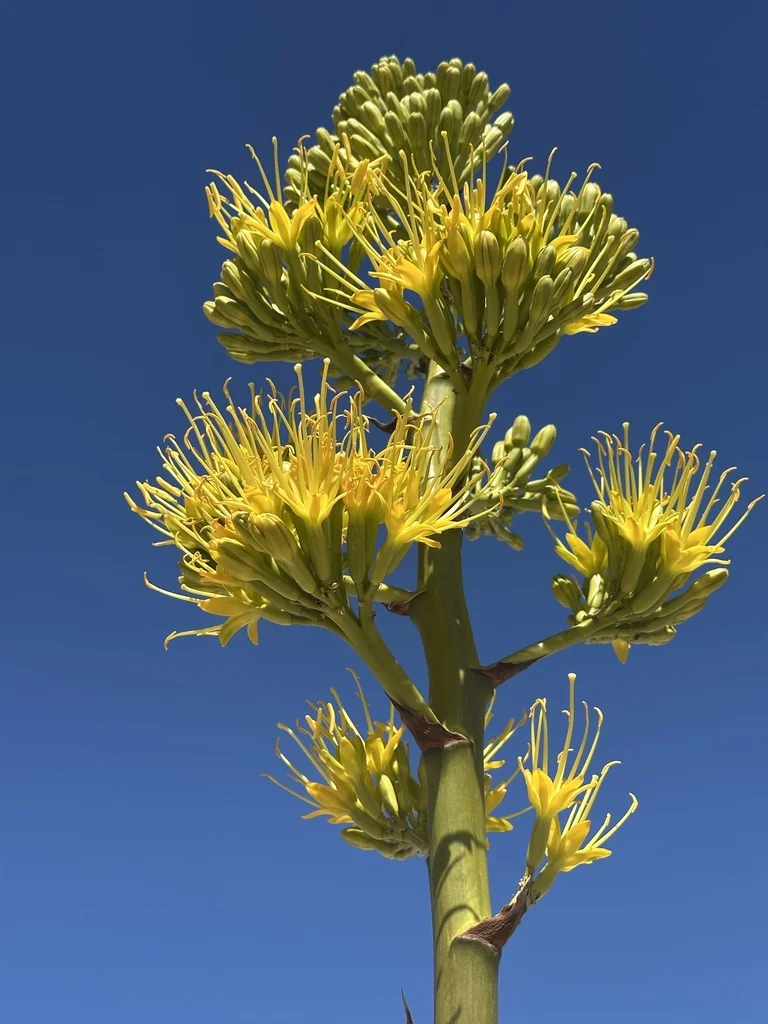 Agave Deserti