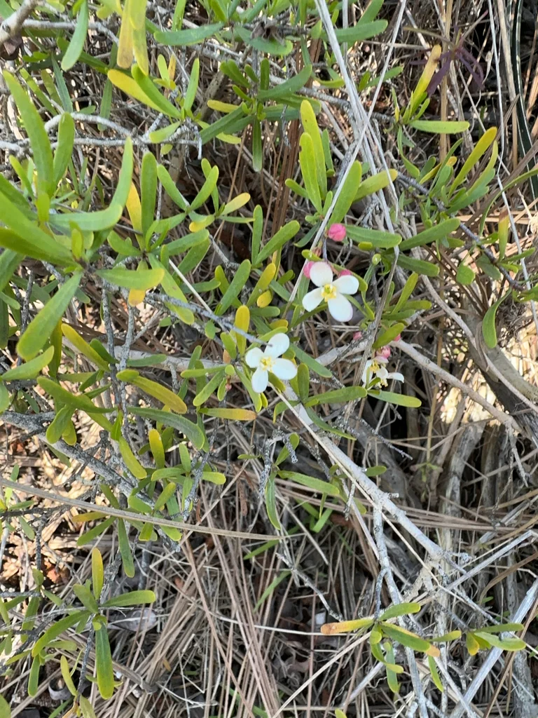 Cneoridium Dumosum