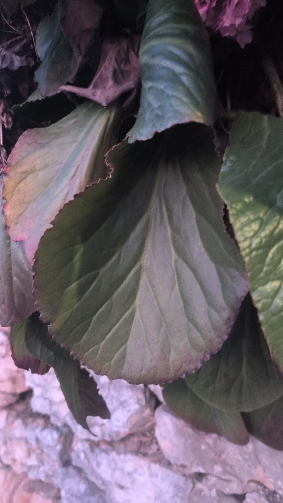 Bergenia Crassifolia
