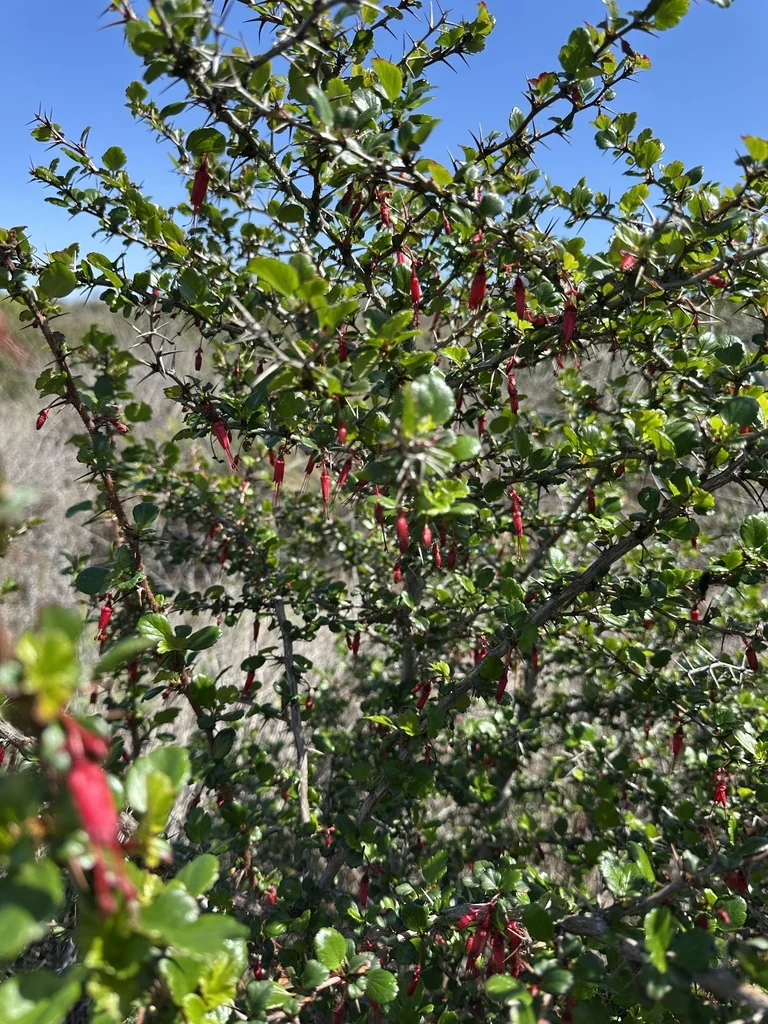 Ribes Speciosum
