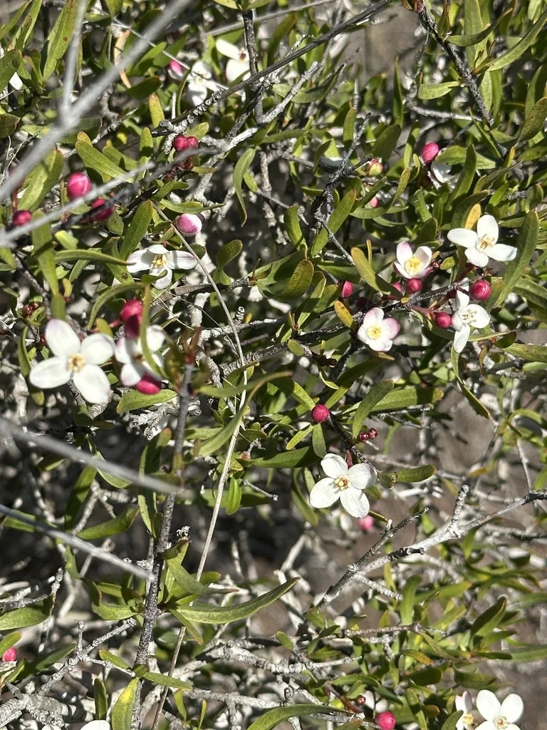Cneoridium Dumosum