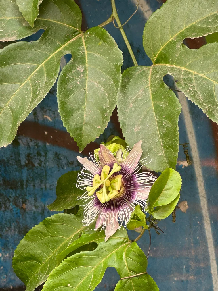 Passiflora Edulis