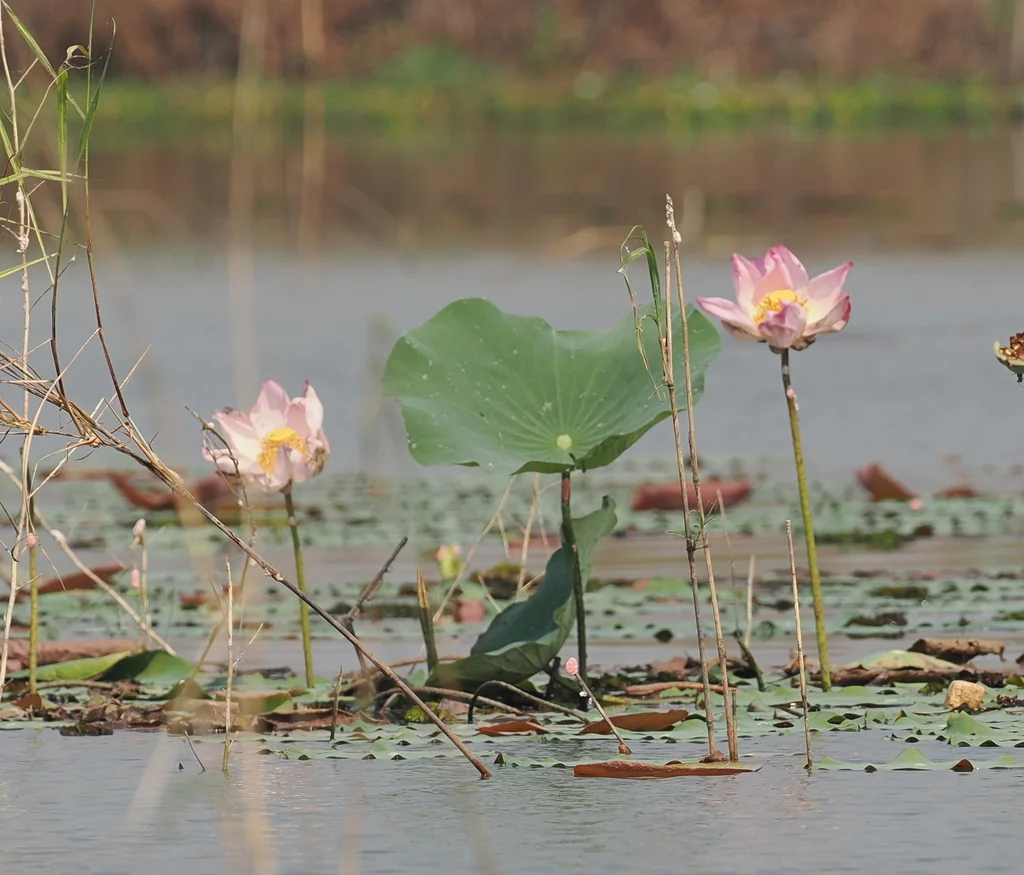 Nelumbo Nucifera