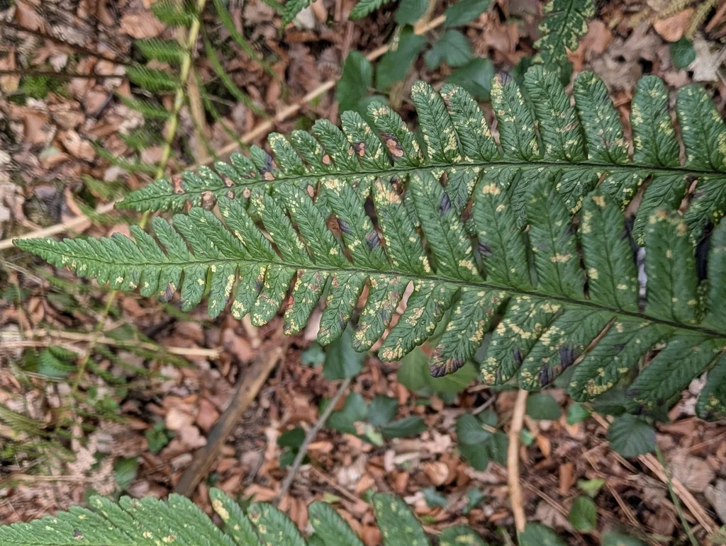 Dryopteris Affinis