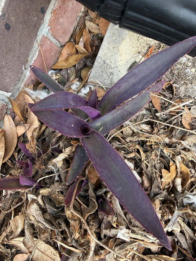 Tradescantia pallida