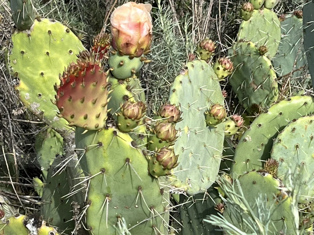 Opuntia littoralis