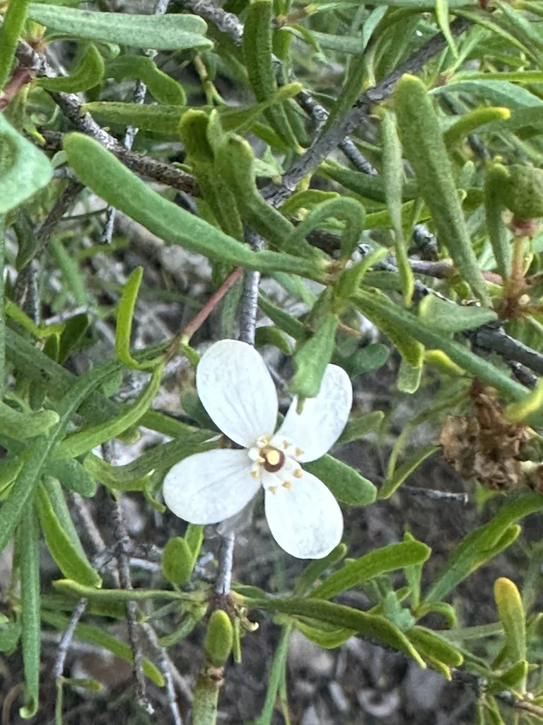 Cneoridium Dumosum